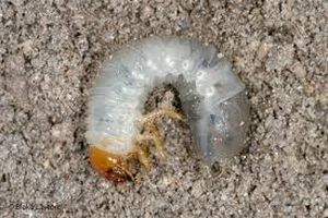 uploads/images/pest/melon grubs.jpg